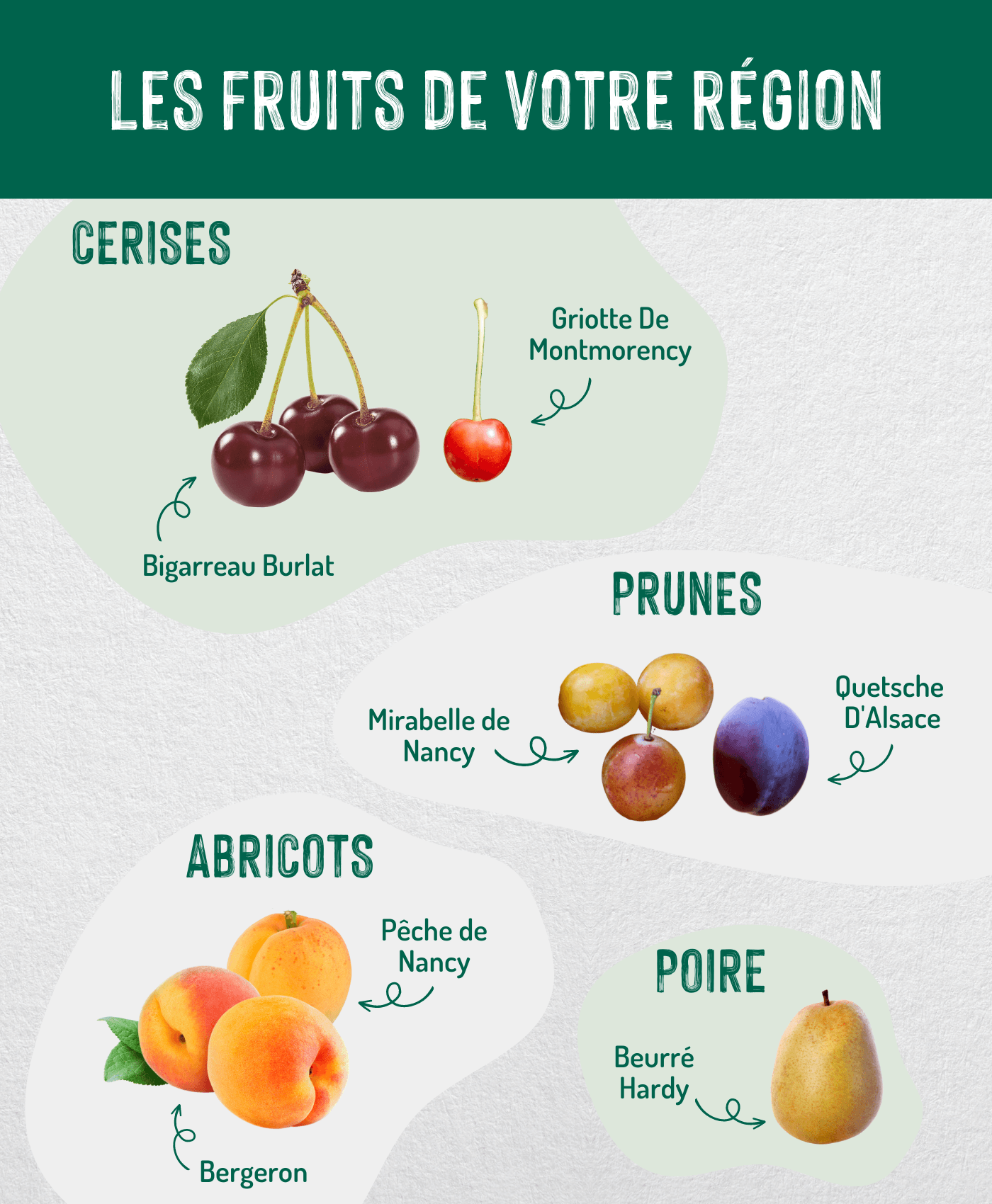 Fruits Continentale copie